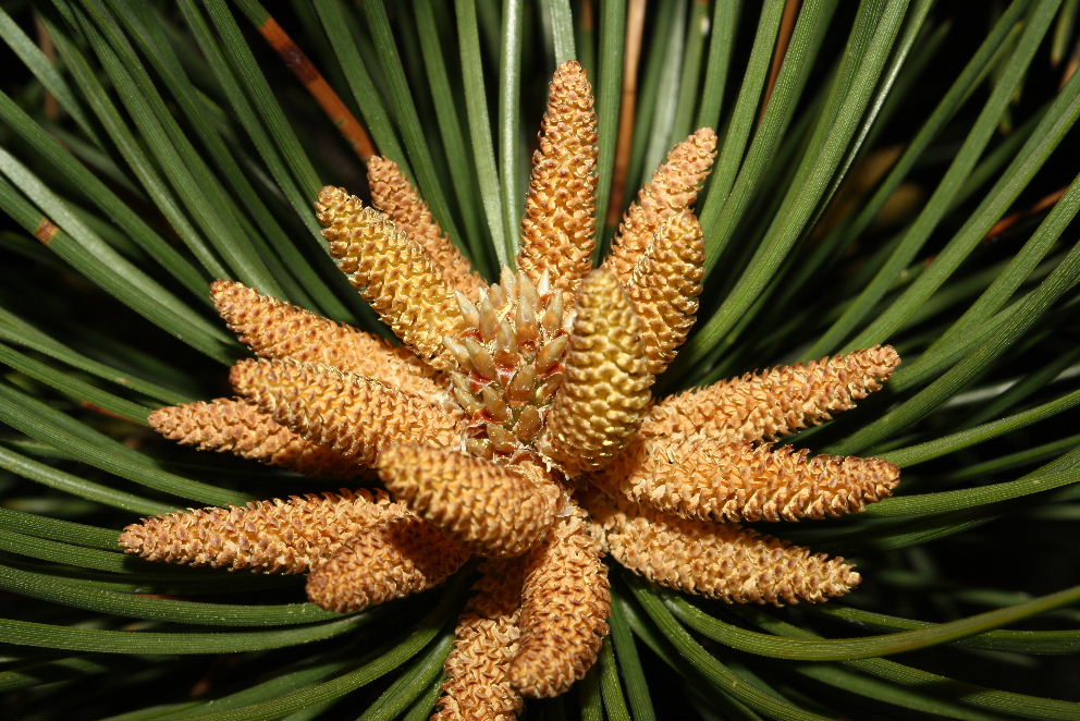 Pino da determinare-2 ???